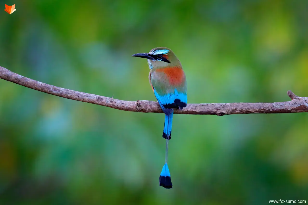 turquoise browed motmot colorful birds
