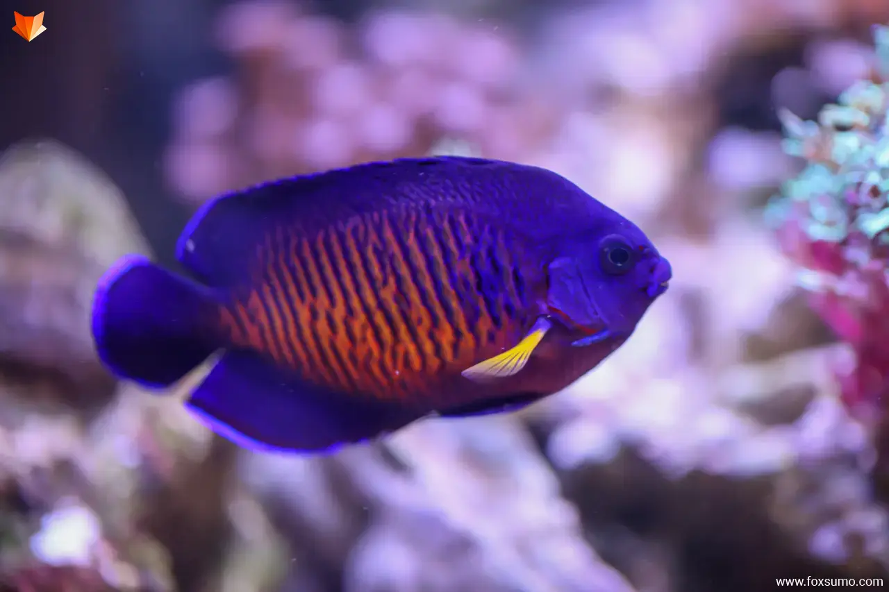 twospined angelfish purple animals