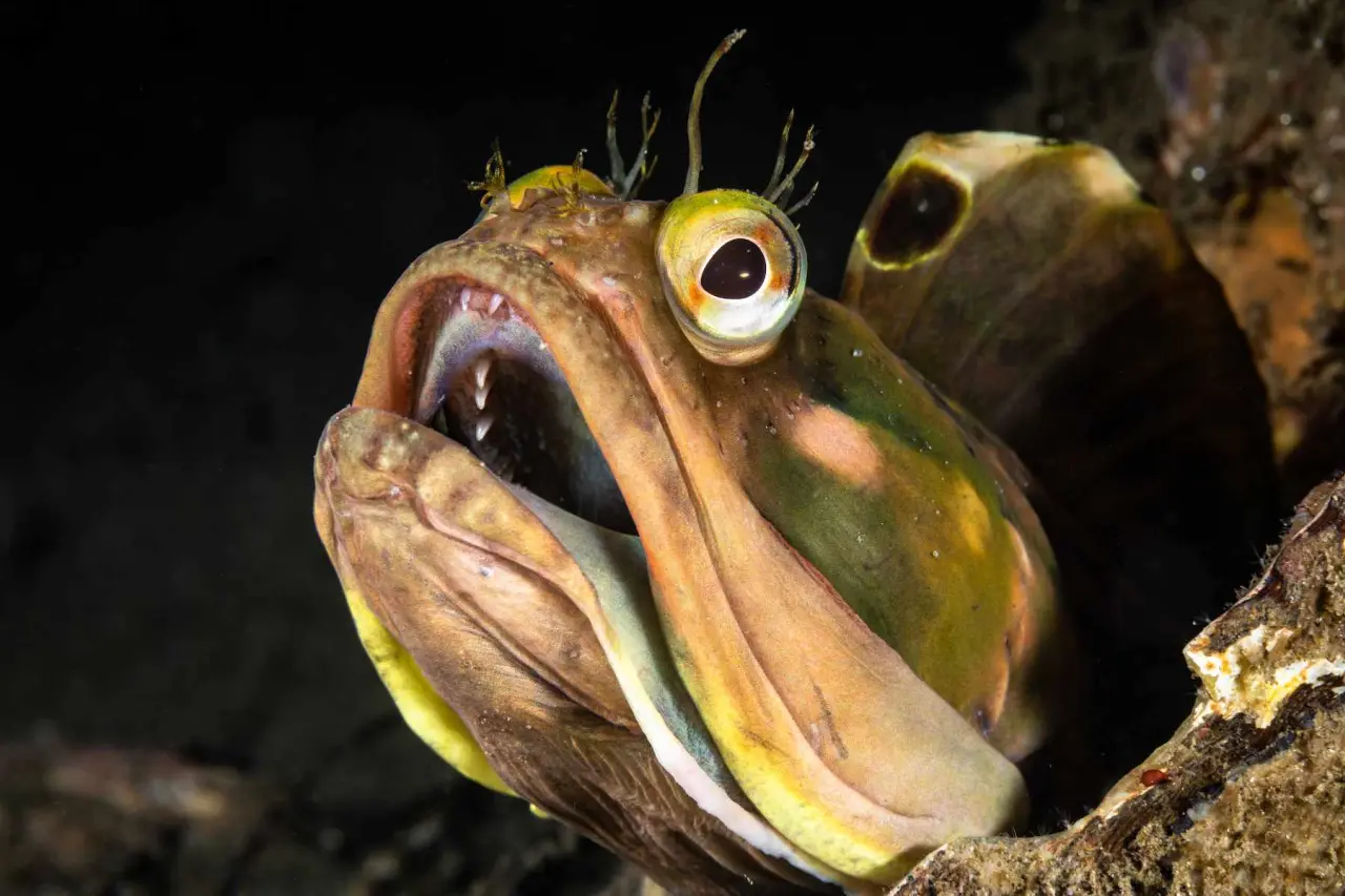 ugly fish Deep Sea Creatures