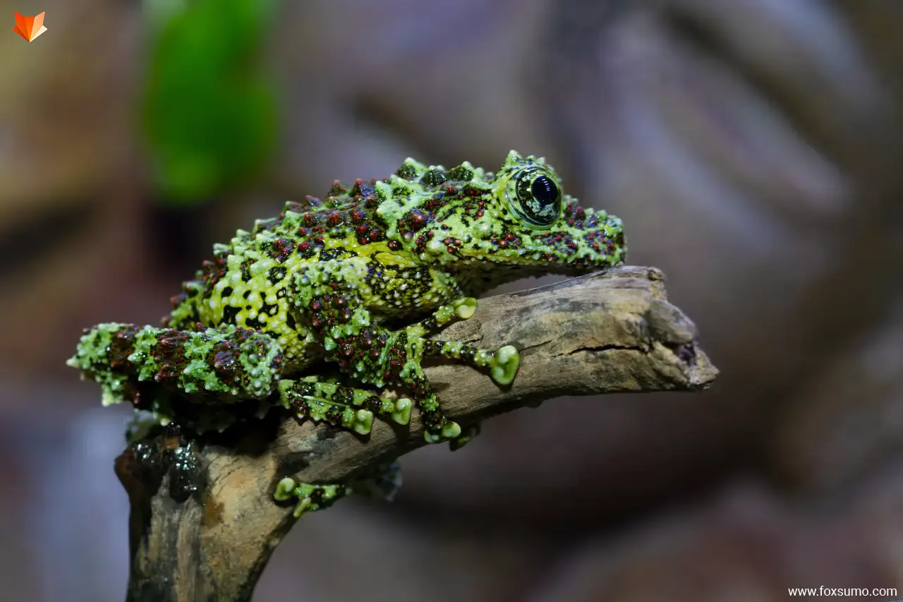 vietnamese mossy frog Weird Frogs