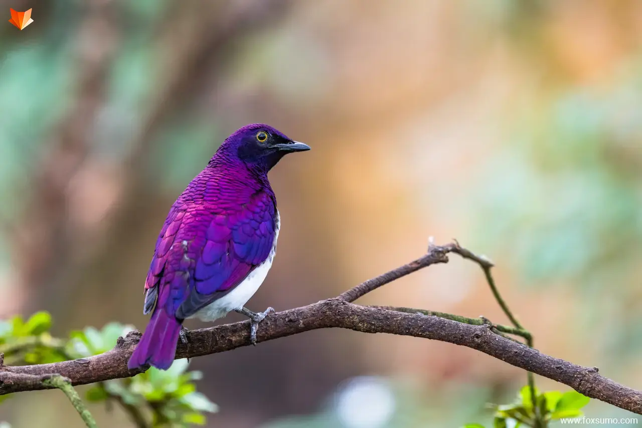 violet backed starling purple animals