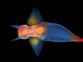 weird sea creatures Deep Sea Creatures