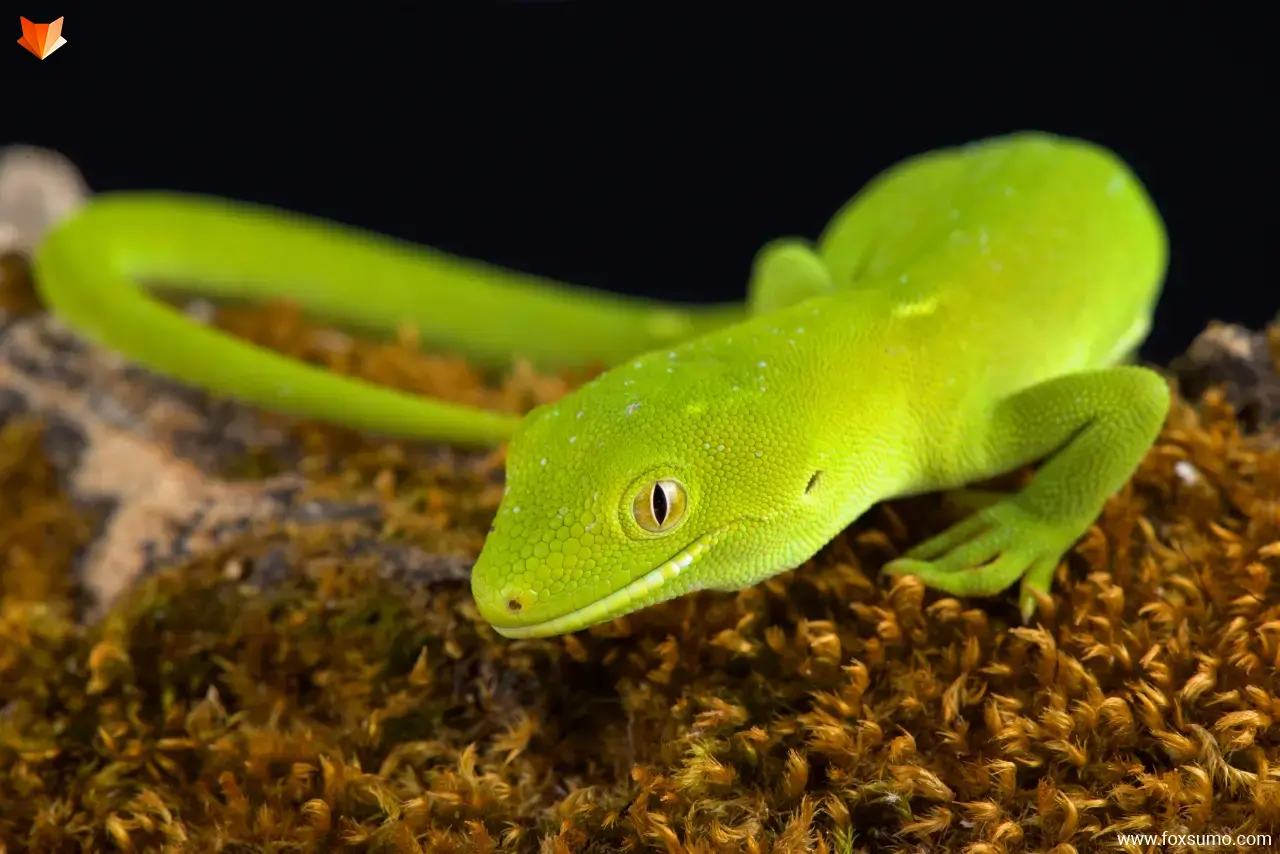 wellington green gecko Green Animals