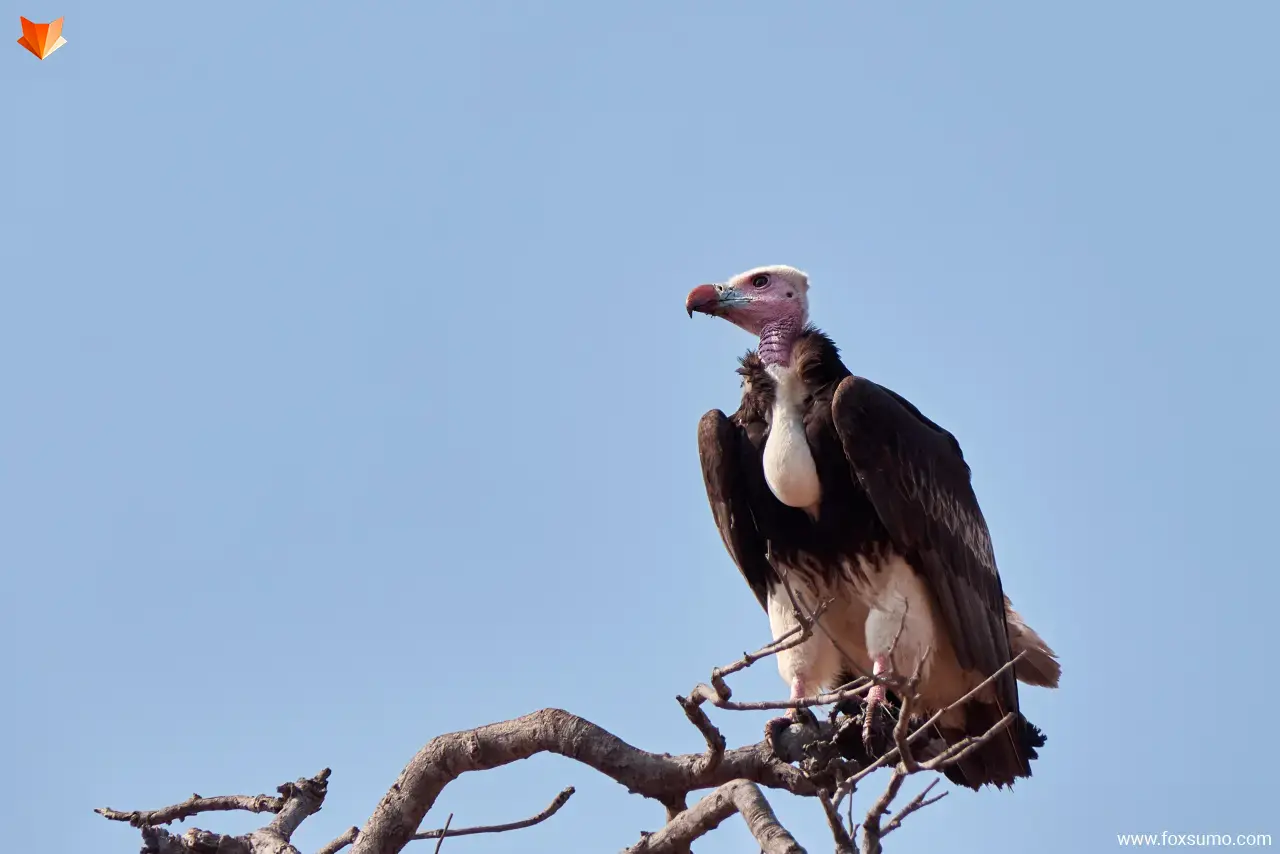 white headed vulture Strange Birds
