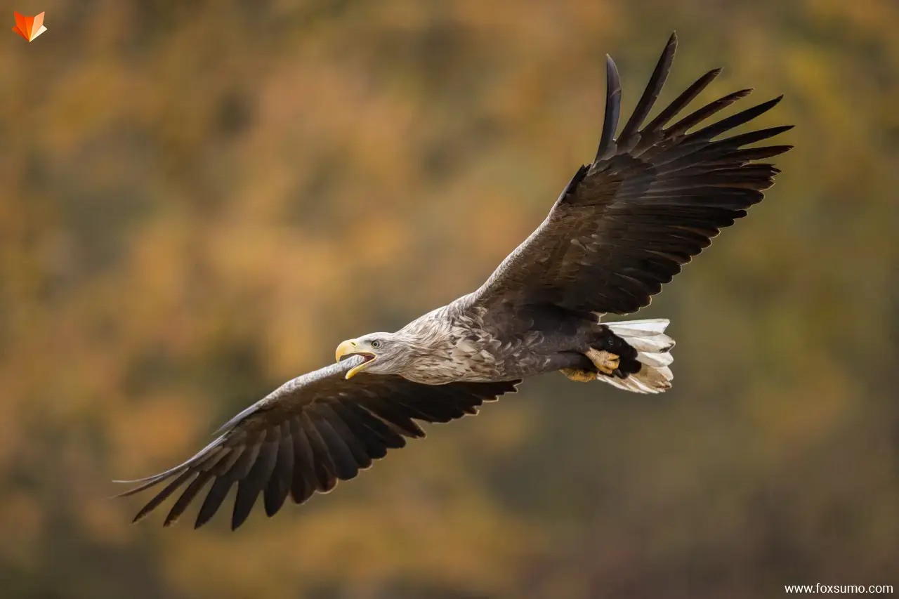 white tailed eagle Largest Birds