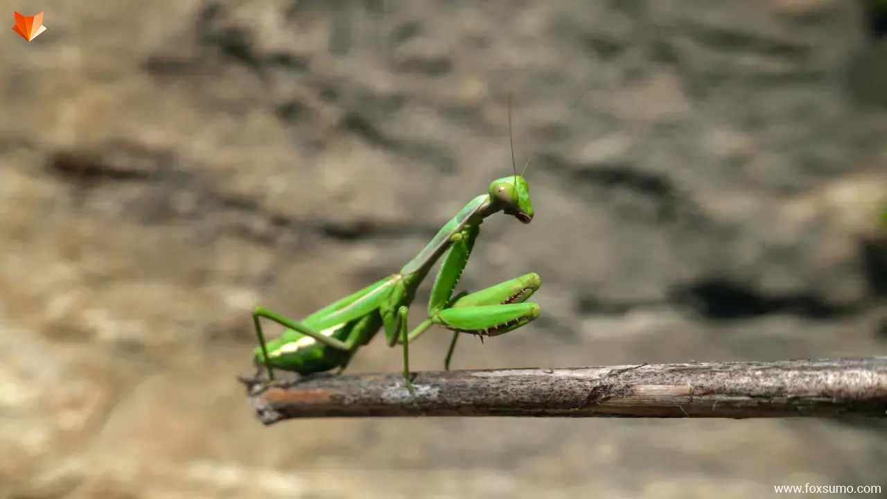 wide armed mantid Weird Insects