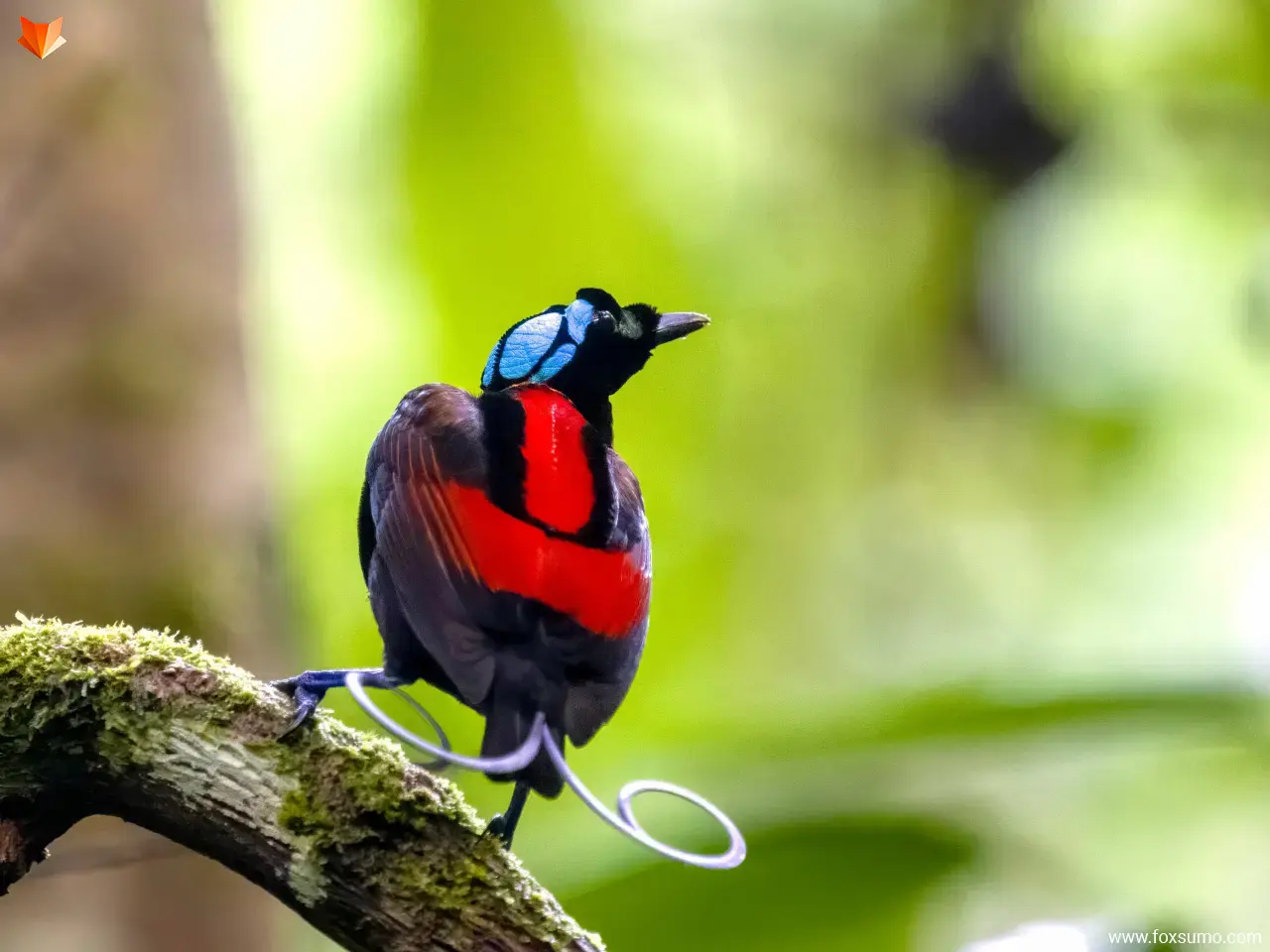 wilsons bird of paradise colorful birds