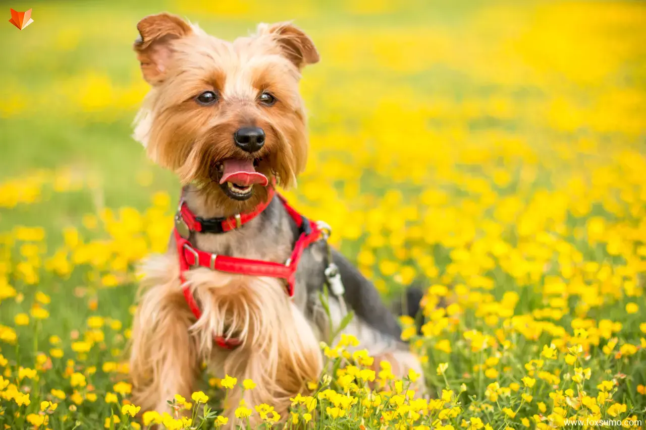 yorkshire terrier small dog breeds
