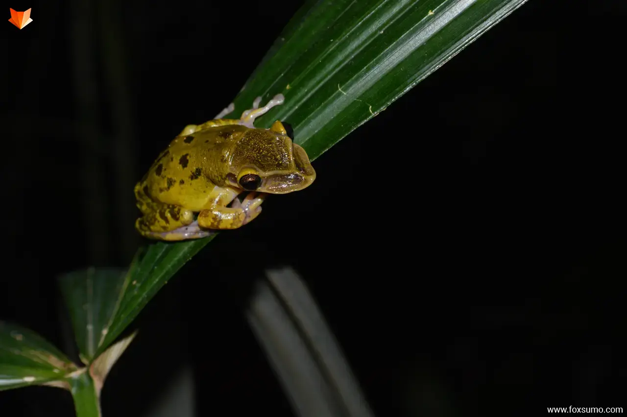 yucatan casque headed tree frog Weird Frogs