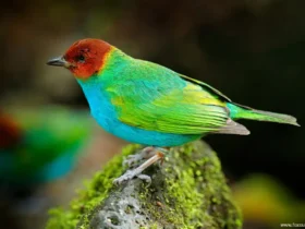 bay headed tanager purple animals