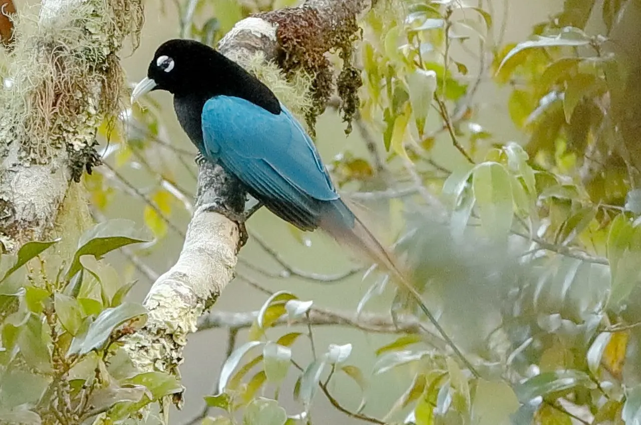 blue bird of paradise 1