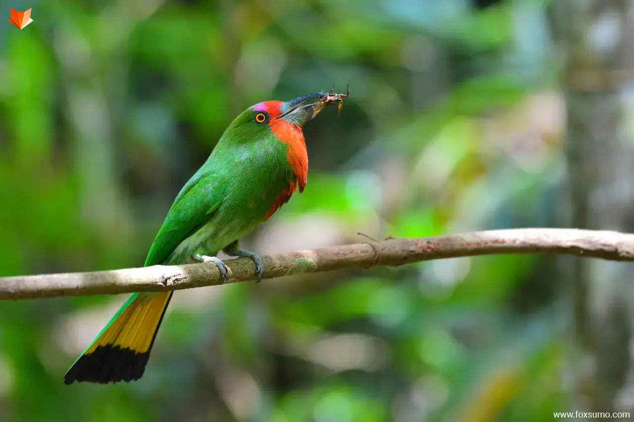 red bearded bee eater 2