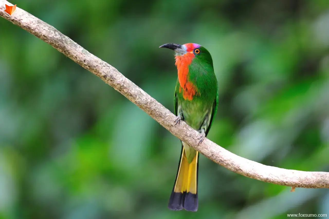 red bearded bee eater 3