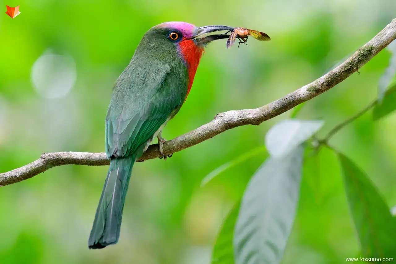 red bearded bee eater 4