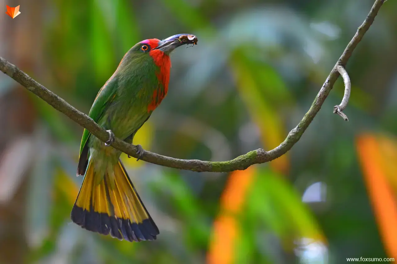 red bearded bee eater 5