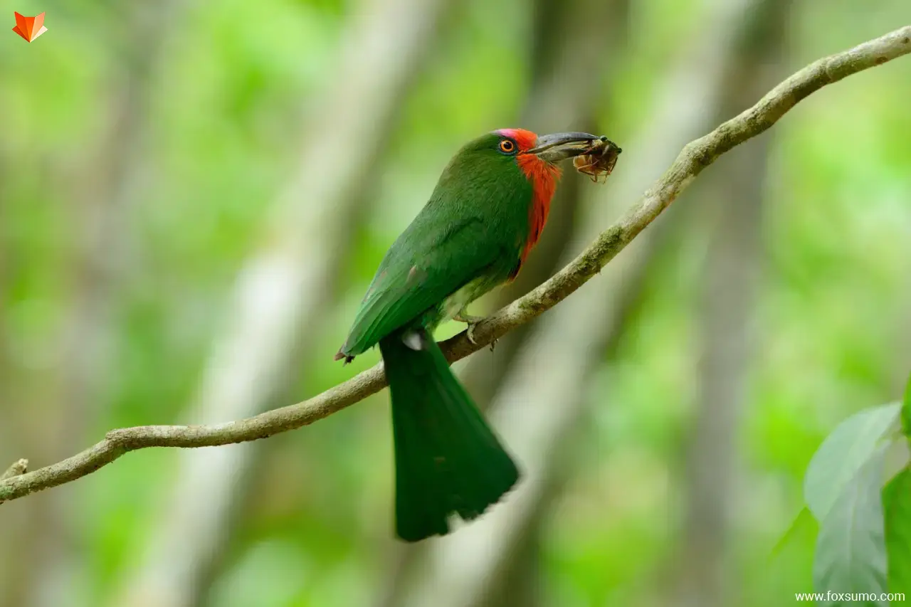 red bearded bee eater 6