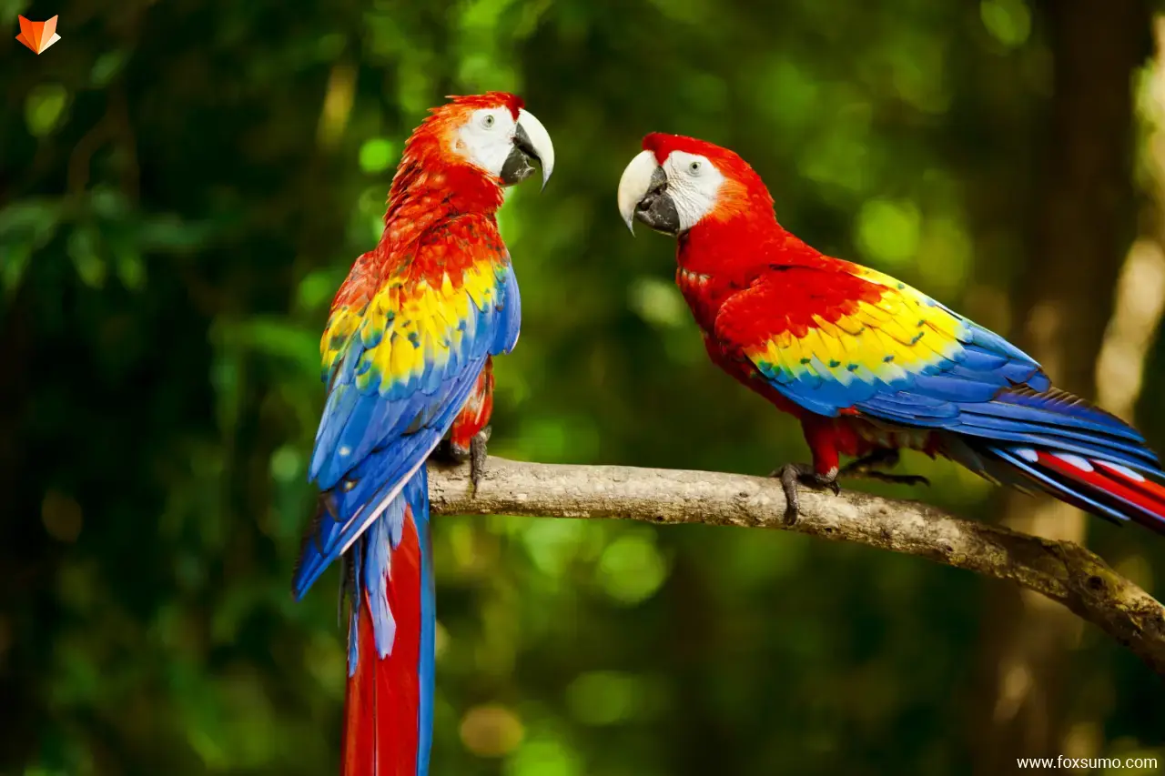 scarlet macaw 2