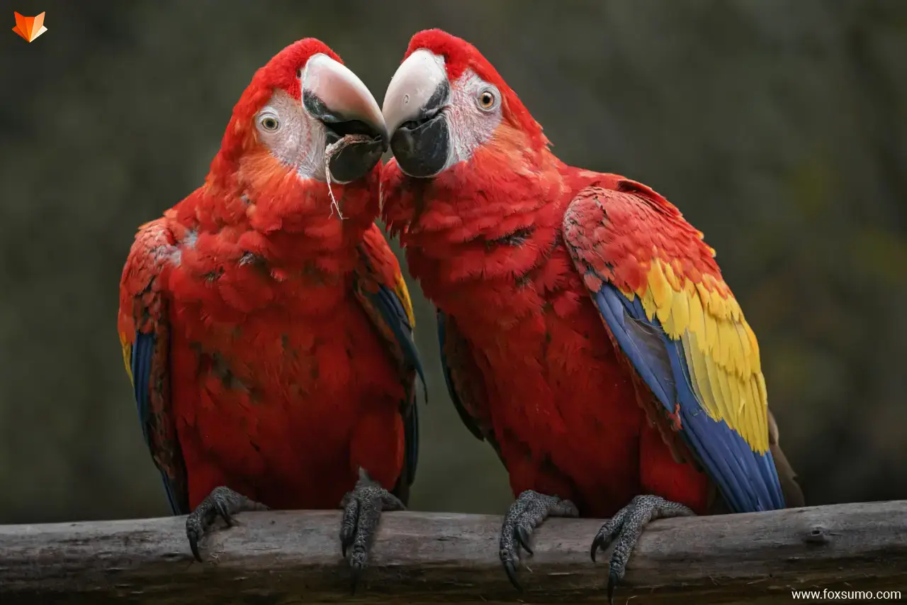 scarlet macaw 4