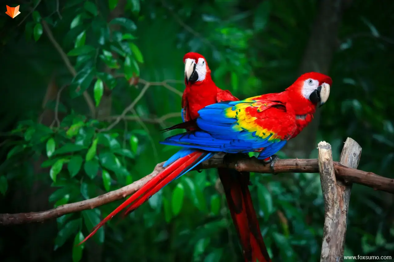 scarlet macaw 5