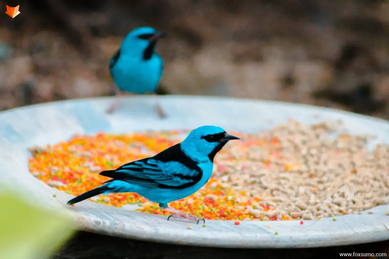 swallow tanager