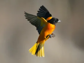 the baltimore oriole Poisonous Animals
