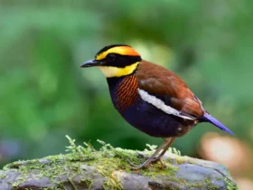 the banded pitta Largest Birds
