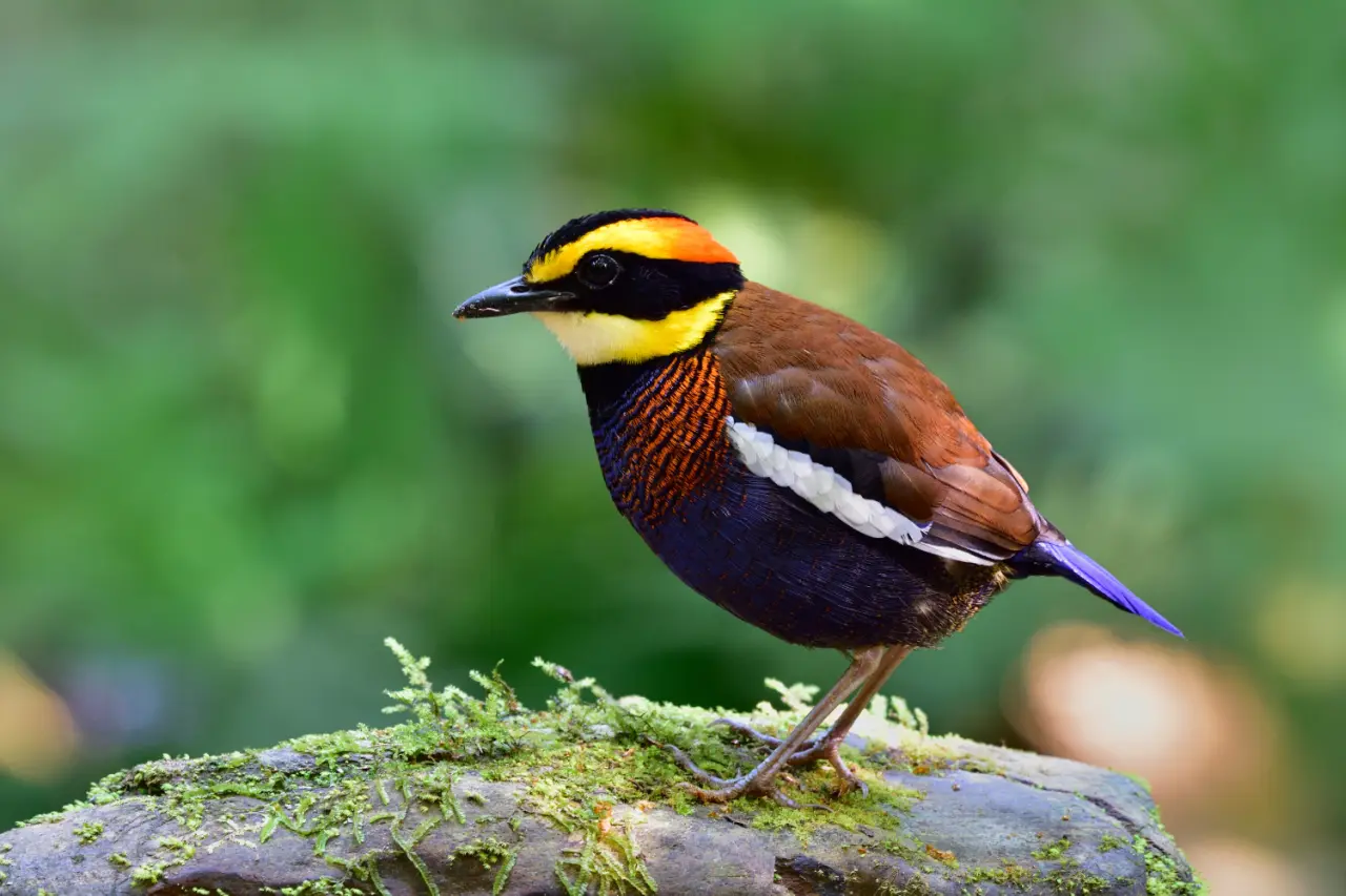 the banded pitta