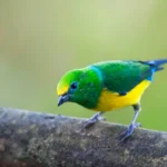the blue naped chlorophonia