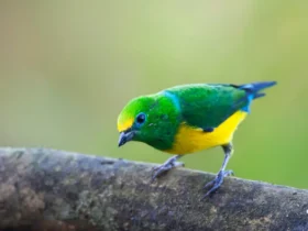 the blue naped chlorophonia Cute Animals