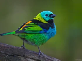 the green headed tanager Cool Animals