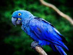 the hyacinth macaw Ugly Animals