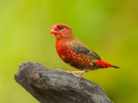 the red avadavat Rainforest Animals