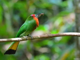 the red bearded bee eater beautiful birds