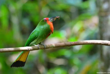 the red bearded bee eater