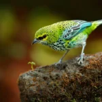 the speckled tanager