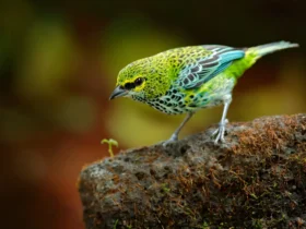 the speckled tanager