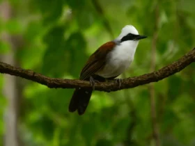 the white crested laughing thrush