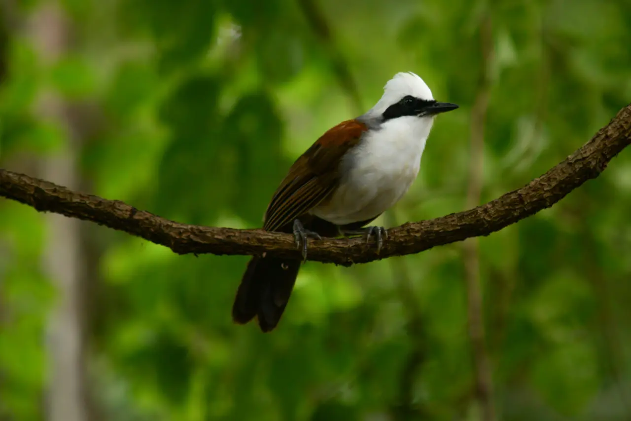 the white crested laughing thrush