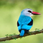 the woodland kingfisher