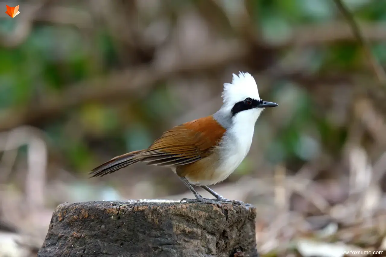 white crested laughing thrush 2