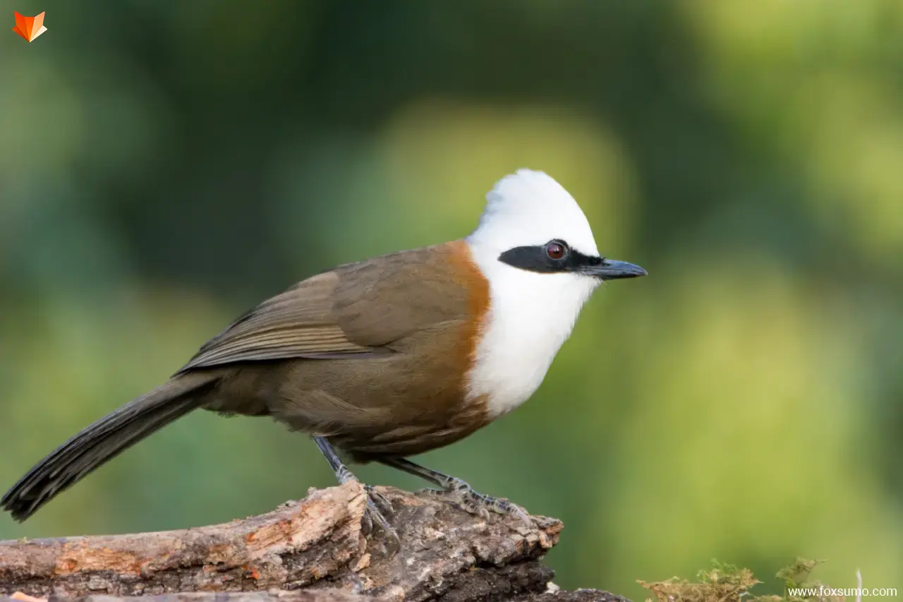 white crested laughing thrush 3