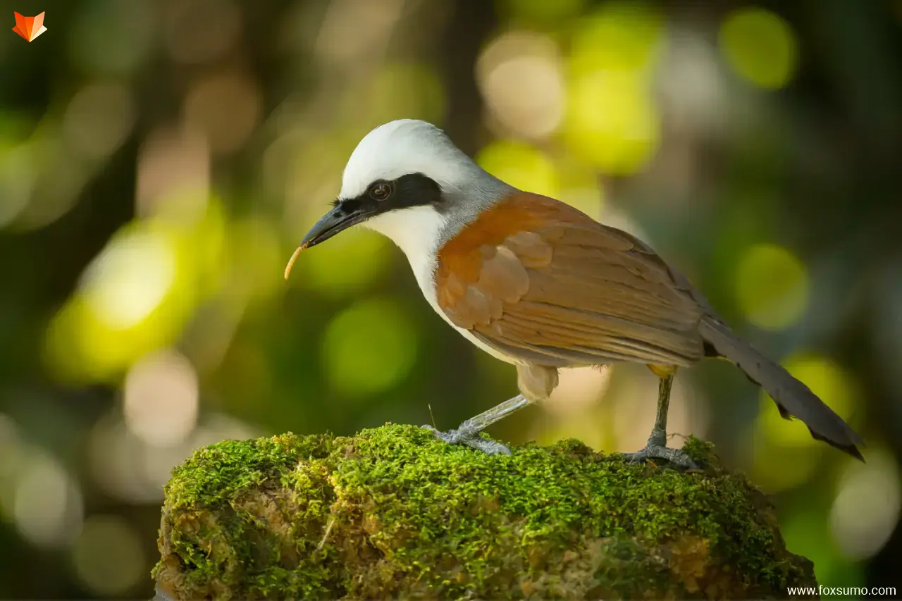 white crested laughing thrush 4