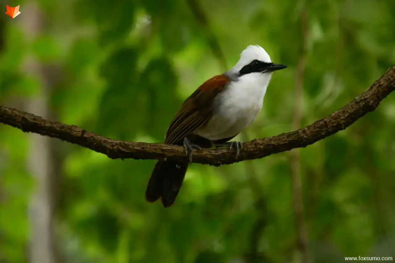white crested laughing thrush 5