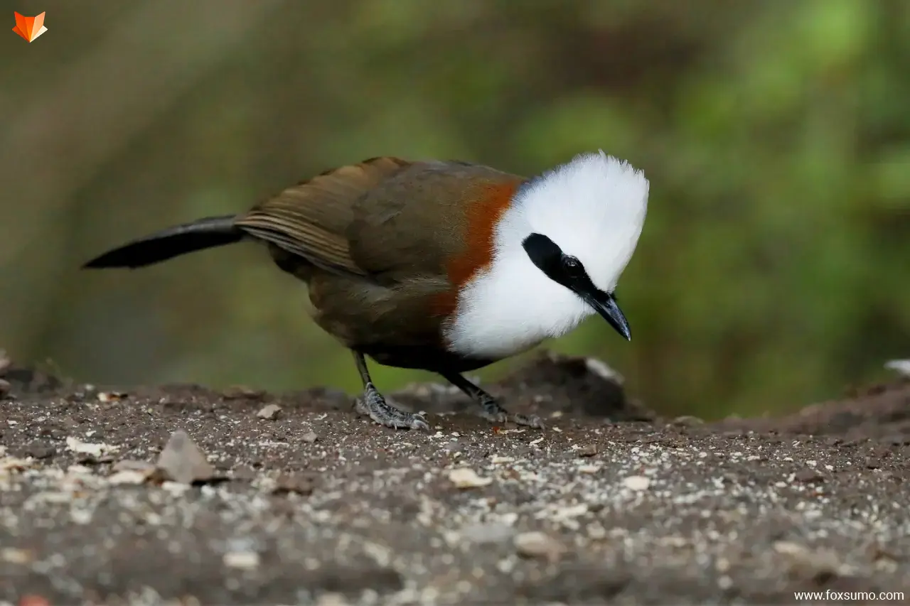 white crested laughing thrush 6