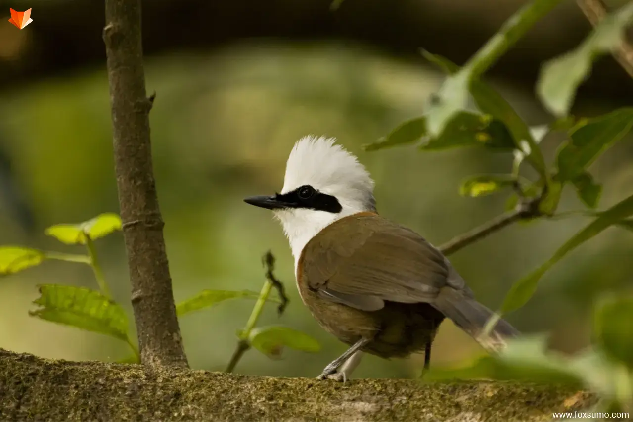 white crested laughing thrush 7