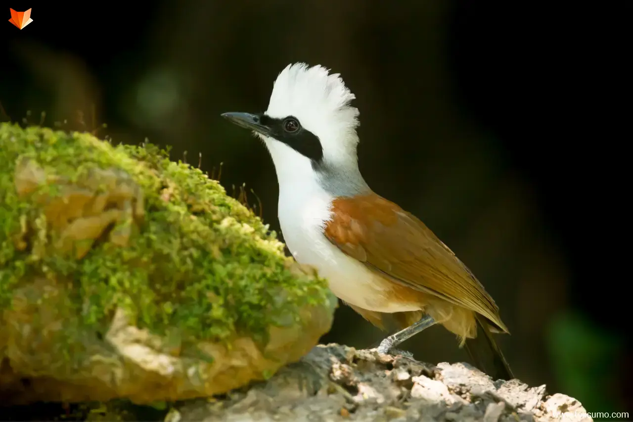 white crested laughing thrush 8