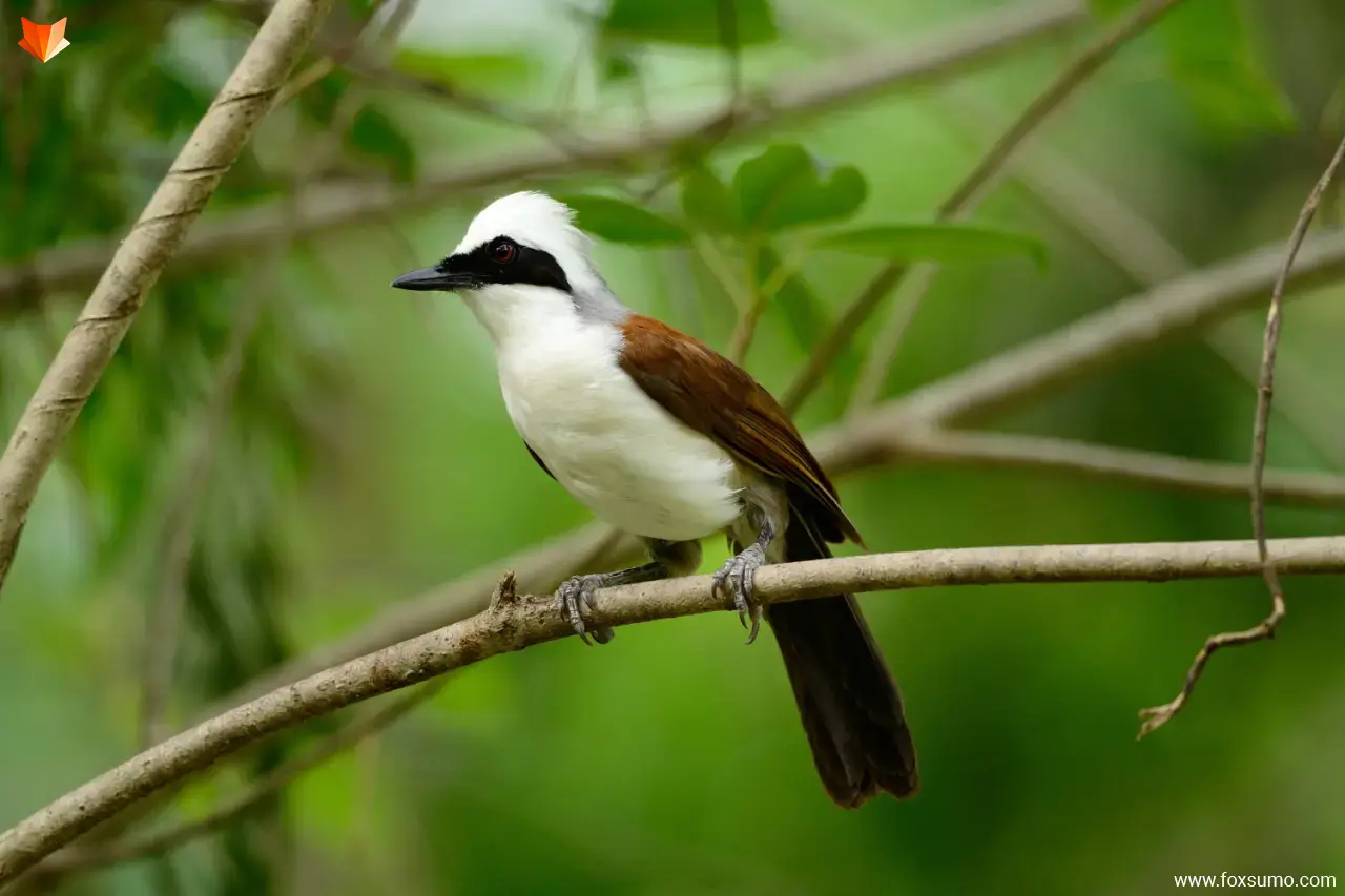 white crested laughing thrush