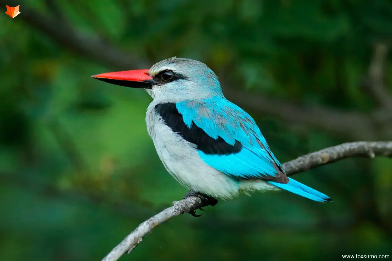 woodland kingfisher 4